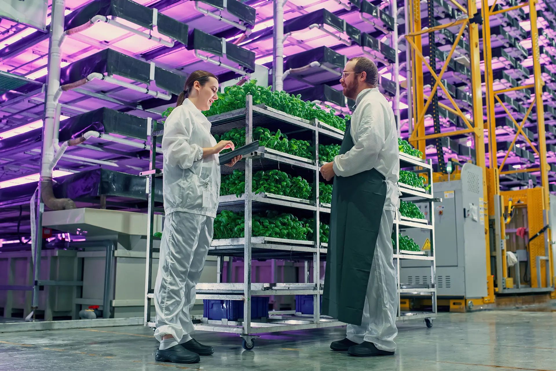 Asesoramiento en procesos de negocio o proceso de producción